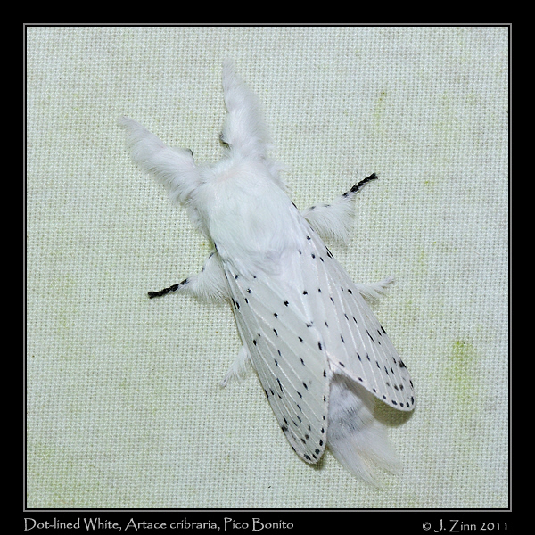 Artace cribraria_8057